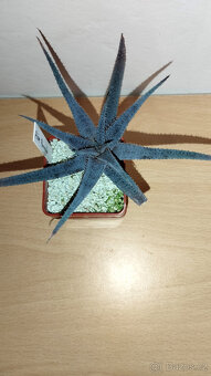 Aloe Parvula ( sukulent ) - 2