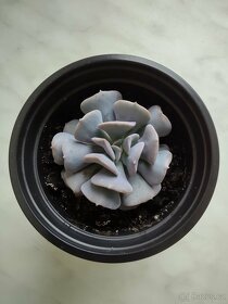 Echeveria cubic frost - 2