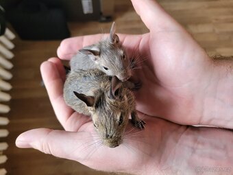 Osmák degu - mláďata - 2