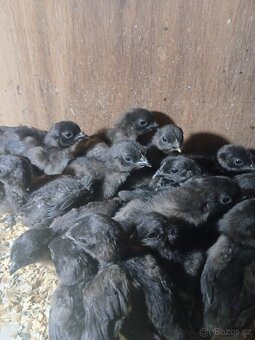 Ayam cemani - kuřata - 2