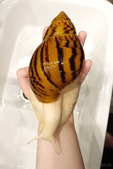 Afričtí šneci Achatina Nigeria Albino body - mláďata - 2