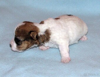 Jack Russell teriér – 4 fenky + 2 pejsci s PP k rezervaci - 2
