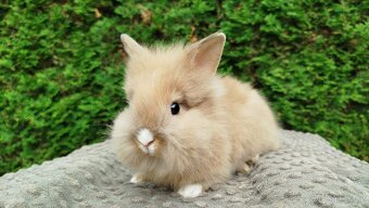 Zakrslý králík, králíček -(lvíček)-TESSIE - 2