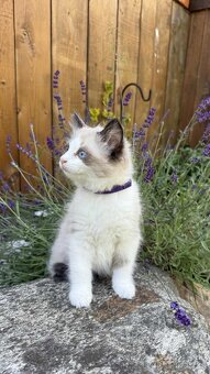 Kocourek plemene Ragdoll - 2