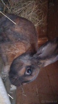 Prodám chovnýho králíka a tři chovné kraličice - 2
