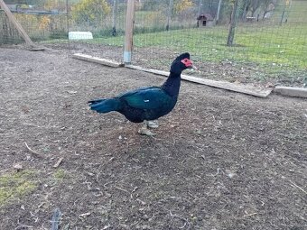 Kachna pižmová - 2