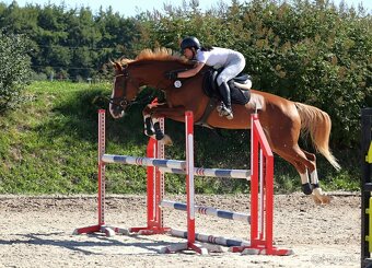 Prodám sedmiletou klisnu do vyššího sportu - 2