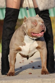 🔹 Krycí pes k dispozici – SBK Charbin 🔹 - 2