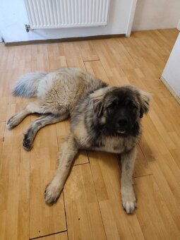 Kavkazský pastevecký pes - 2