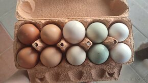 Domací vajíčka - 2