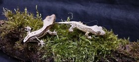 6.13.70 Correlophus ciliatus - Pagekon řasnatý - 2