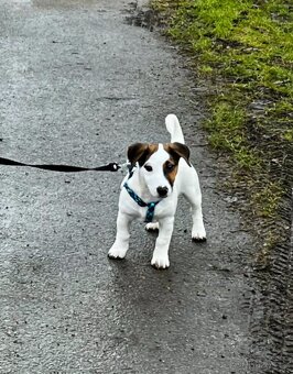 Jack Russell teriér - 2
