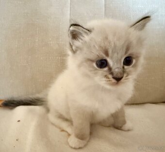 Ragdoll kluci koťátka - 2