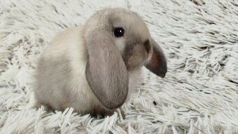 Zakrslý beránek, králíček, králík - RAY - 2