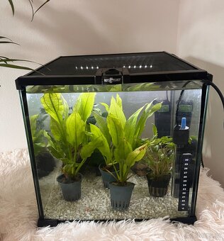 Betta bojovnice s příslušenstvím - 2