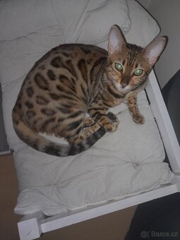 Bengalská kočka - 2