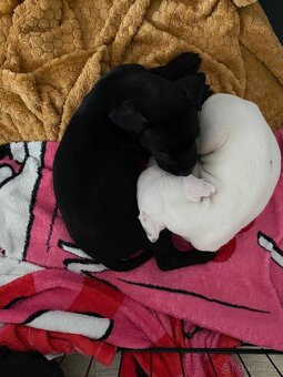 Štěňata-pitbull x labrador - 2