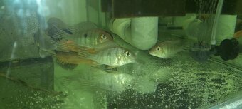 Geophagus Tapajos - 2