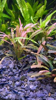 Krevety  neocaridia Blue Dream - 2