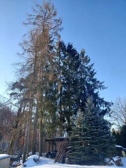 Modřín a smrky – kulatina - 2