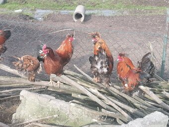 Kohout Pavlovske slepice - 2