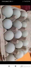 Násadová vejce Cream Legbar - 2