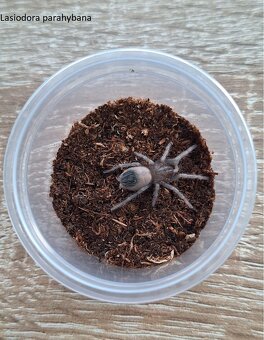 Sklípkani: Acanthoscurria, Brachypelmy, Lasiodora, Nhandu - - 2