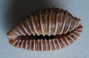 Jenneria pustulata - 2