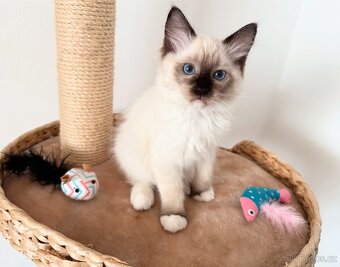 Ragdoll koťátko - 2
