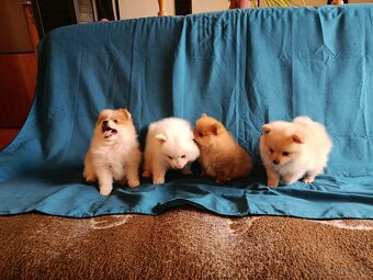 Pomeranian - 2