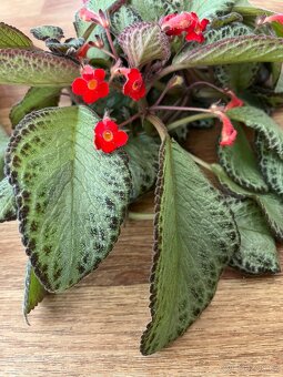 Episcie-pokojová pnoucí květina - 2