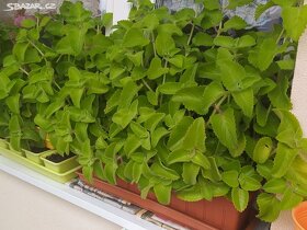 Rýmovníčkový sirup 7+1zdarma - 2