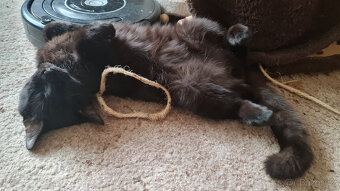 Darujeme do dobrých rukou černého kocourka - 2