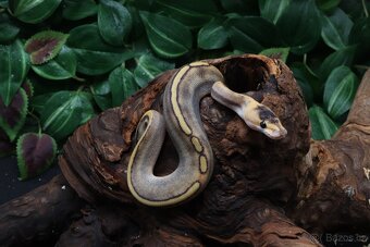 Krajta královská - samec - Champagne - 2