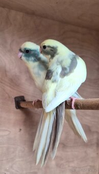 Kakariki rudočely - 2