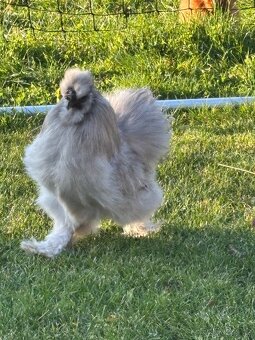 Hedvábnička kohout - 2