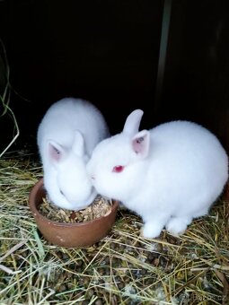 Zakrslý králíček - 2