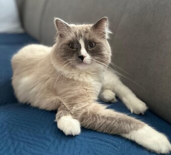 Ragdoll ke krytí. - 2