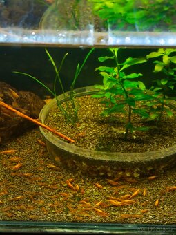 Neocaridina Davidi - 2