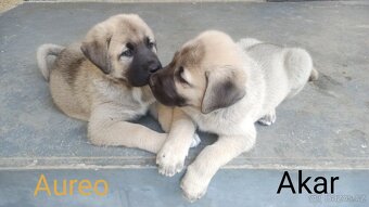 Kangal štěňata - 2