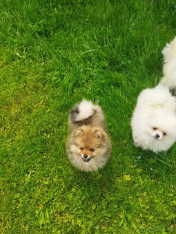 Pomeranian - 2