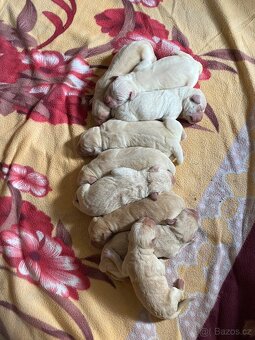 Labrador retrívr - bílé štěňátka bez PP - 2