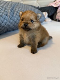 Pomeranian s PP FCI - 2