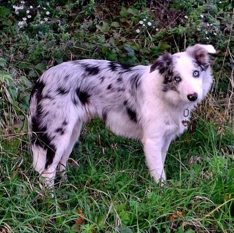 Prodám patnáctimesicniho blue merle pejska border collie s P - 2
