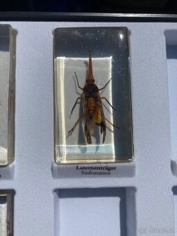 Brouci hmyz entomologie těžítka bezobratlí v pryskyřici epox - 2