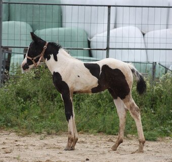 Líbivý Paint Horse hřebeček, APH - 2