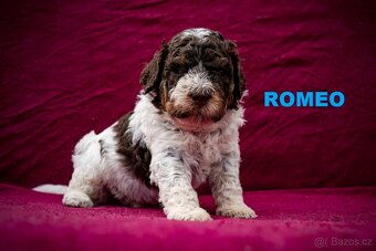 Lagotto Romagnolo - pejsci s PP - 2