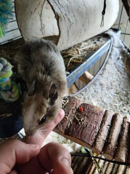 Prodej - osmák degu a klec - 2