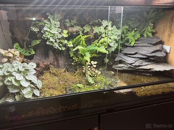 Prodam terarium na pralesnicky - 2