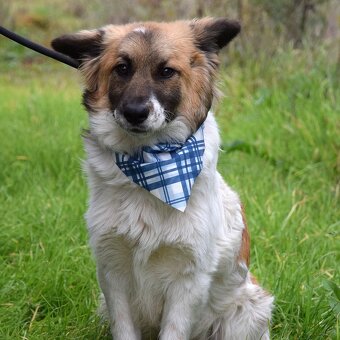 Olim hledá domov - 2